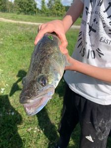 Zander