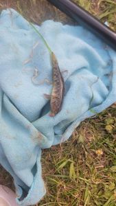 Round Goby