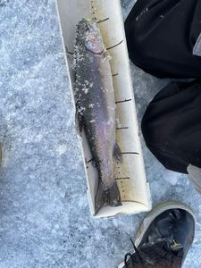 Rainbow Trout