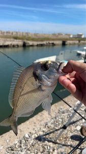 Gilthead Seabream
