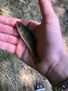 Largemouth Bass