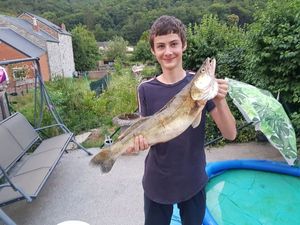 Zander
