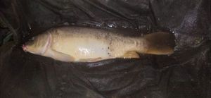 Mirror Carp