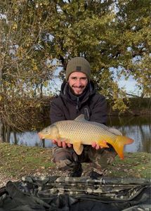 Common Carp