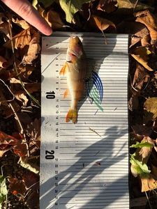 European Perch