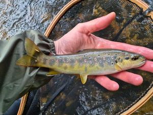 Brown Trout