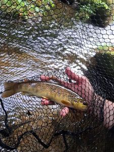 Brown Trout