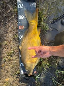 Leather Carp