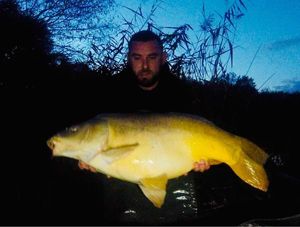 Mirror Carp