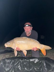 Mirror Carp