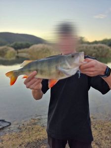 European Perch