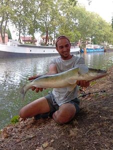 Zander