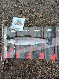Rainbow Trout