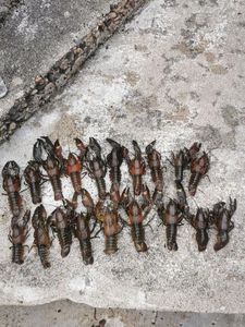 Spinycheek Crayfish