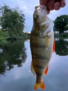 European Perch