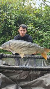Common Carp