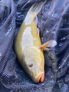 Tench