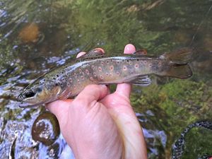 Brown Trout