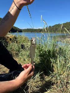 European Bass (Seabass)