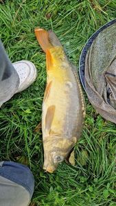 Mirror Carp