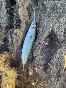 Mackerel