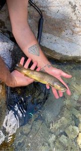 Brown Trout