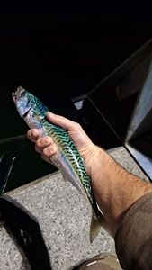 Mackerel