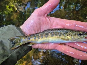 Brown Trout