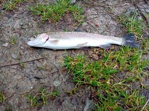 Rainbow Trout