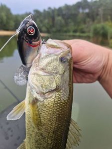 Largemouth Bass