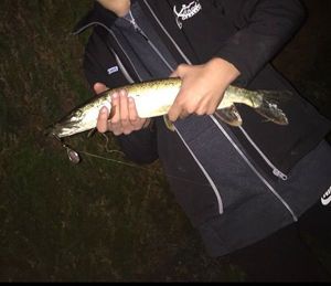 Northern Pike