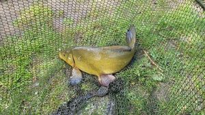Tench