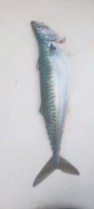 Mackerel