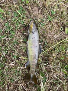 Brown Trout
