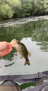 Largemouth Bass