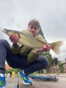 Zander