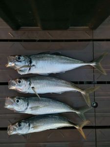 Mediterranean Horse Mackerel