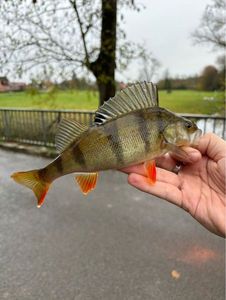 European Perch