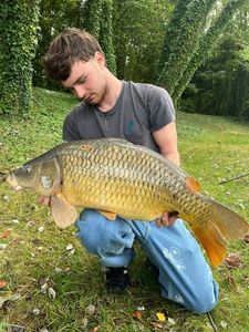 Common Carp