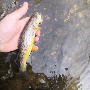 Brown Trout