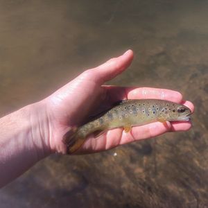 Brown Trout
