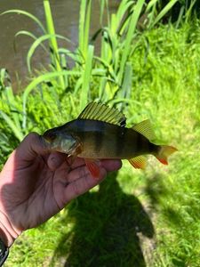 European Perch