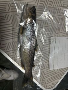Rainbow Trout