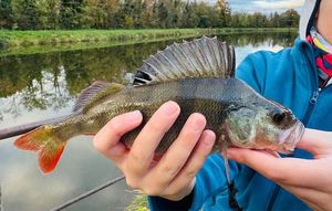 European Perch