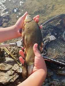 Tench