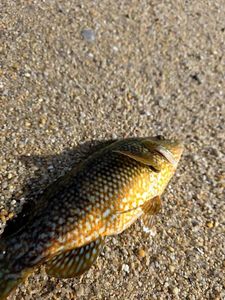 Cuckoo Wrasse