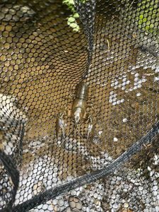 Red Swamp Crayfish