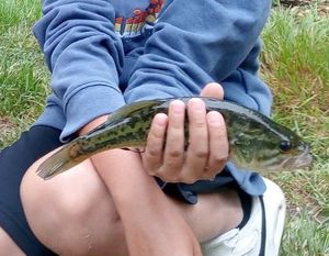 Largemouth Bass
