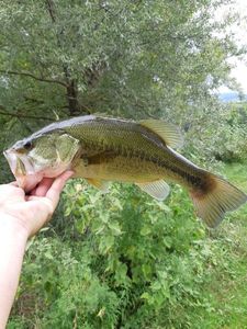 Largemouth Bass