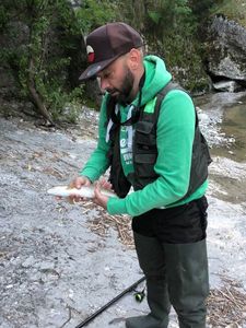 Brown Trout